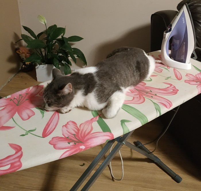 ��������� ����, ����������