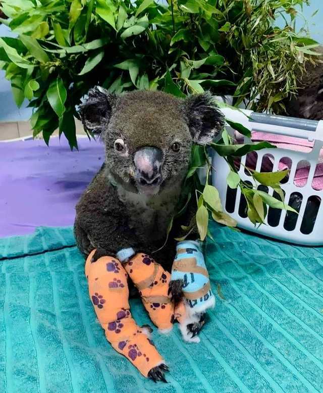 Rescued koala from a burning forest in Australia.. - Koala, Fire, Animal Rescue, Australia, Facebook, Animals