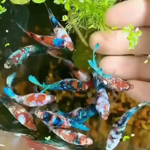 Красивые рыбки