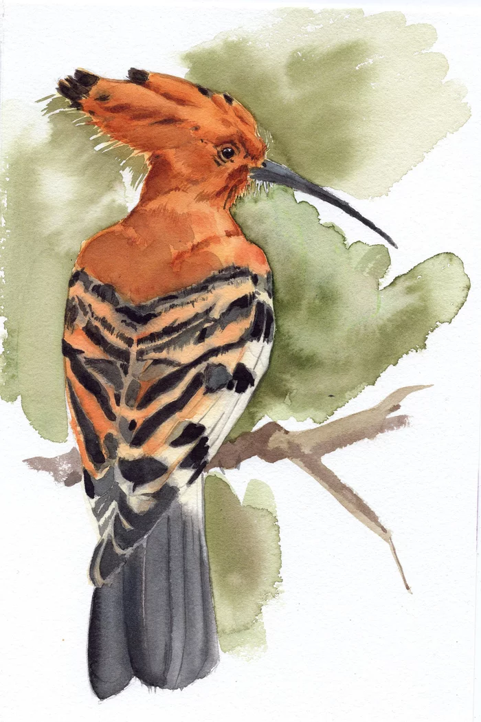 Hoopoe in watercolor - My, Watercolor, Painting, Drawing, Birds, Artist, Hoopoe