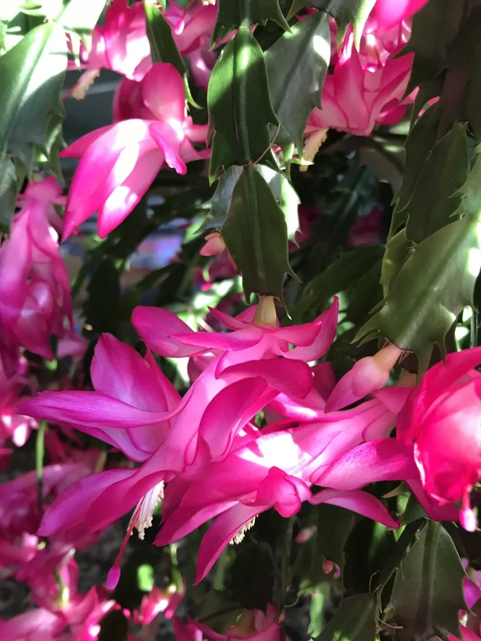 My handsome Decembrist! - Longpost, Bloom, Blooming cacti, Cactus, Decembrist cactus, Plants, Houseplants, Flowers, My