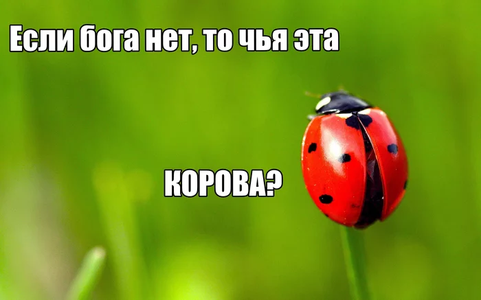 Checkmate, atheists - Picture with text, ladybug, Atheism, Atheists, Question, God, Religion, Longpost