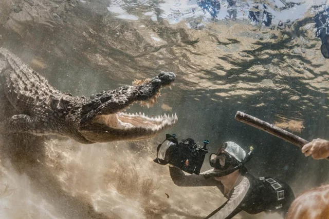 Chinchorro Bank, Mexico. Diving with saltwater crocodiles in the ocean - My, wildlife, Travels, Mexico, Cuba, Crocodiles, Under the water, Extreme, Video, Longpost