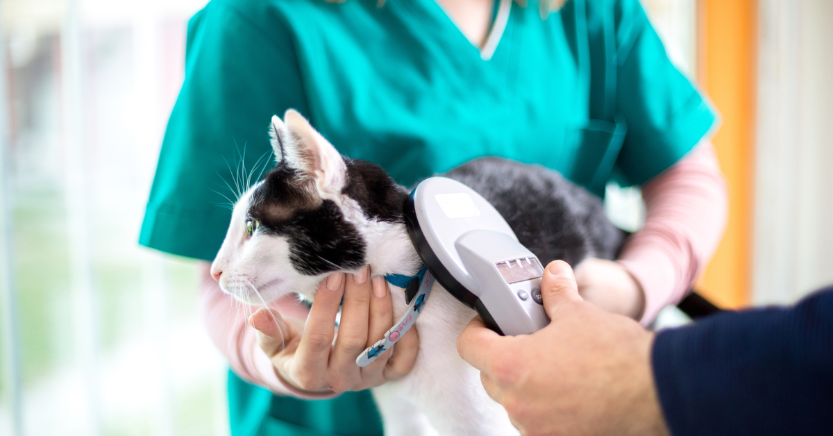 Чипирование кота. Чипирование питомца. Чипирование кота. Чипирование кошек и собак. Chip cat.