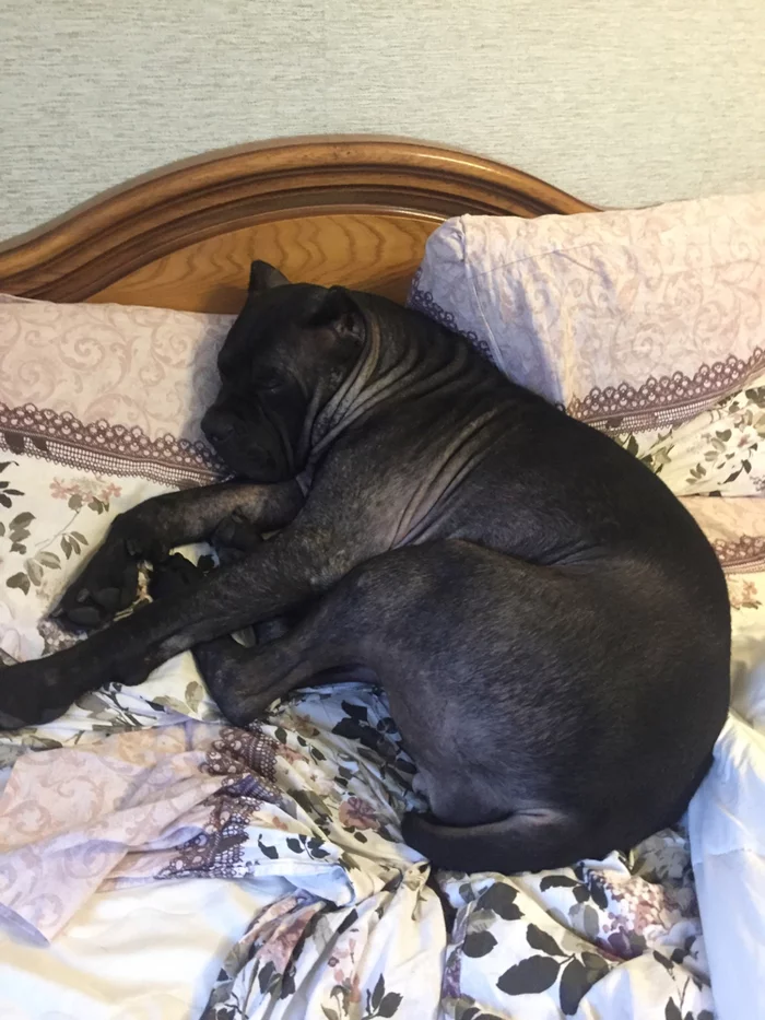 Bed Wars - My, Cane Corso, Dog, Impudence, Longpost, Dream, Bed