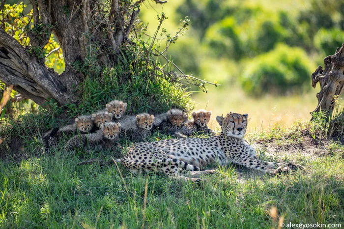 Cheetah and SEVEN kittens!.. A rare event and unique footage - Cheetah, Masai Mara, Alexey Osokin, Africa, Longpost, Animals