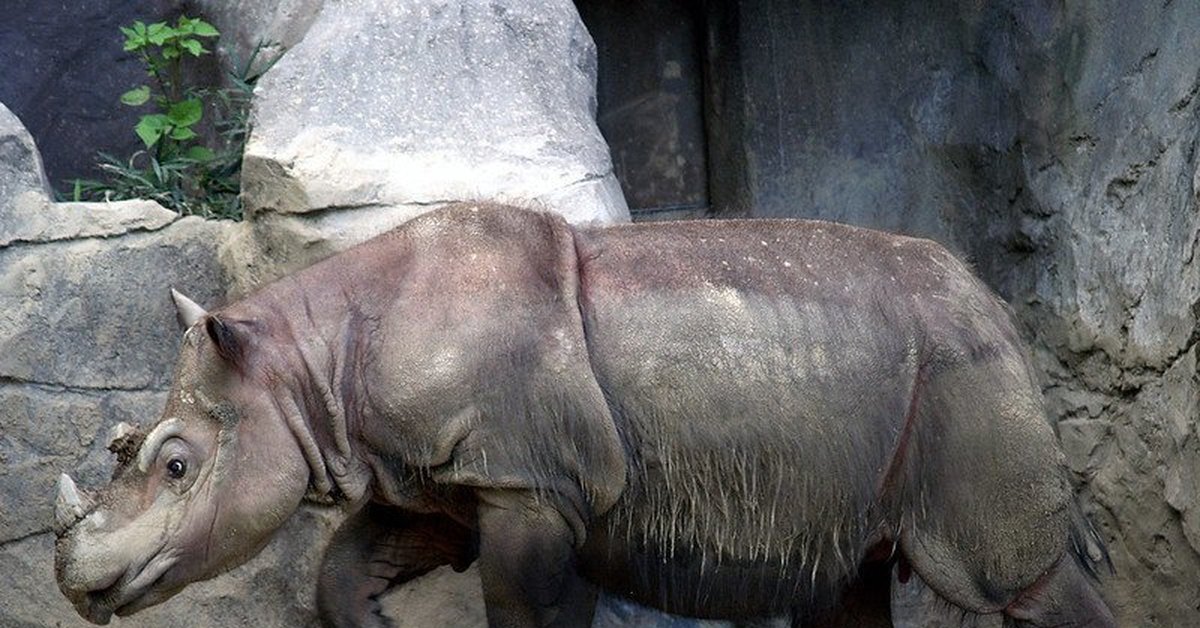Носорог в тропическом лесу. Суматранский носорог. Суматорскский носорог. Суматранский двурогий носорог. Суматранский носорог красная книга.