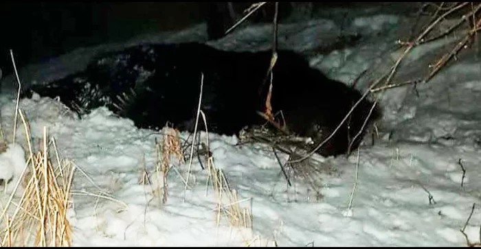 Why isn't he sleeping? In Petropavlovsk, the military shot and killed a bear. - Kamchatka, Petropavlovsk-Kamchatsky, The Bears