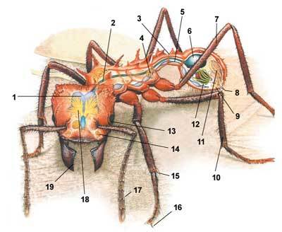 Ant. - Ants, Insects, Science and life