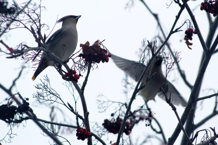 The waxwings were late - My, Birds, Waxwing, The photo, Longpost