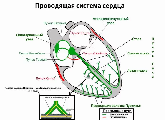 Проводящая система сердца и что она проводит - ЭКГ, Продолжение следует, Длиннопост, Сердце, Кровеносные сосуды, Строение