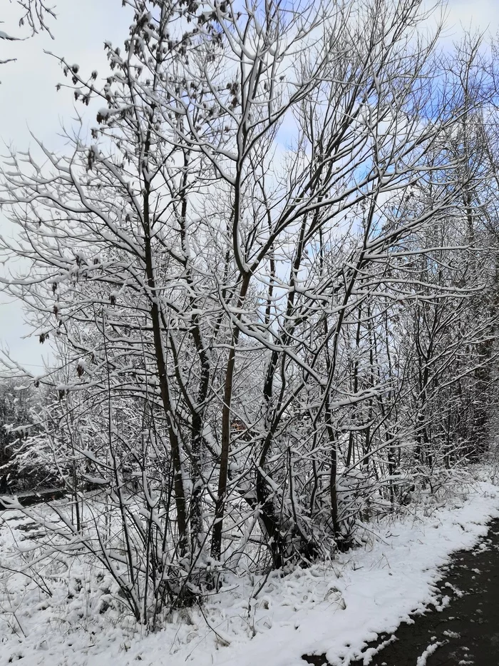 Winter landscape - My, Winter, freezing, Snow, Longpost