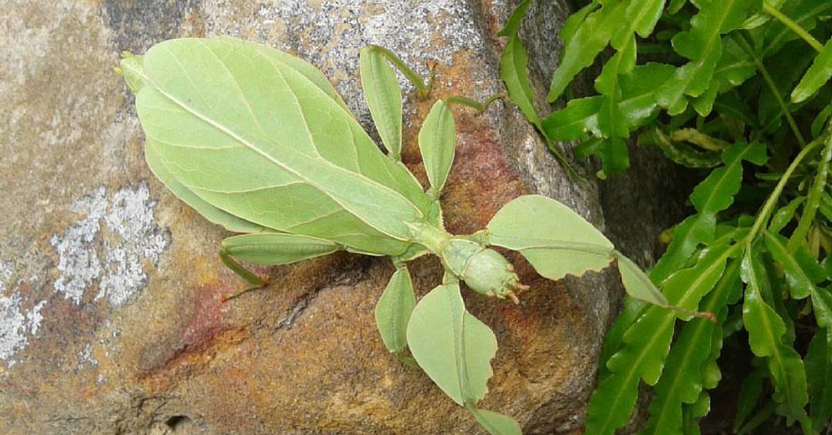 мимикрия читы деньги