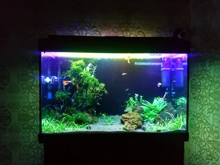 My converted 150l. - My, Aquarium, Aquarium, Aquarium fish, Ancistrus, Video