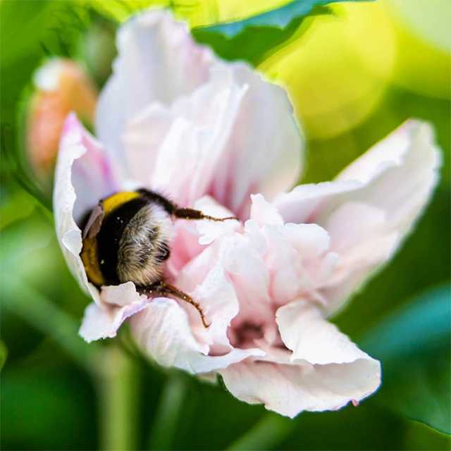 Sometimes bumblebees get tired and rest at their workplace.. - Bumblebee, Flowers, Nectar, Relaxation, Longpost, Insects