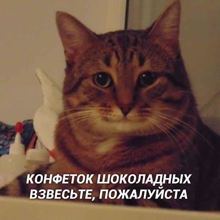 И так всегда Кот, Котомафия, Милота, Длиннопост