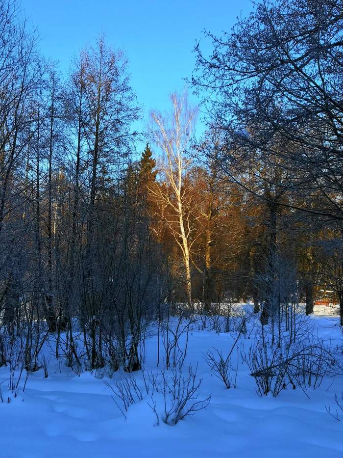 Phenomenon - My, Winter, Forest, Phenomenon, Birch, Ray, The sun, Painting, Ivanov