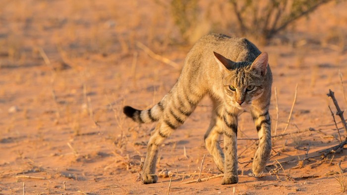 ����� ������� ����� - ������ �� ������� �������� ..