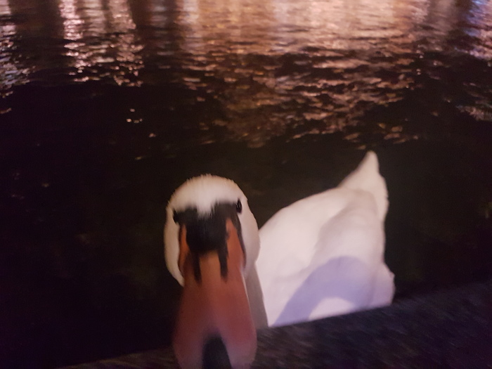 Доверчивые лебеди Цюриха