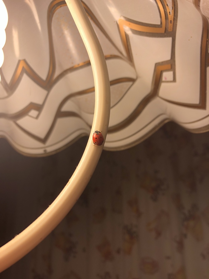 Божья коровка