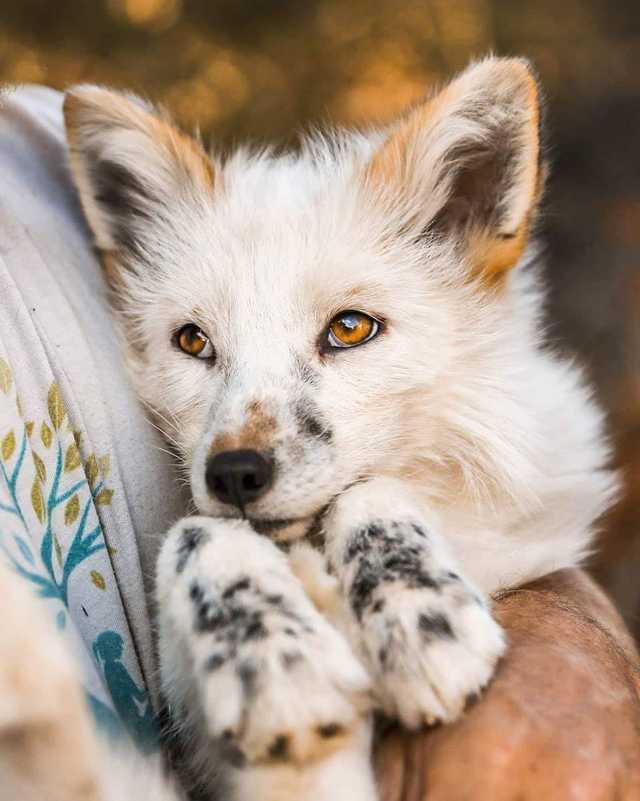 Beautiful fox... - Fox, spotted, The photo