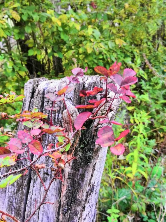 Embellished - My, Stump, Autumn, Bagryanetz, Leaves, Nature