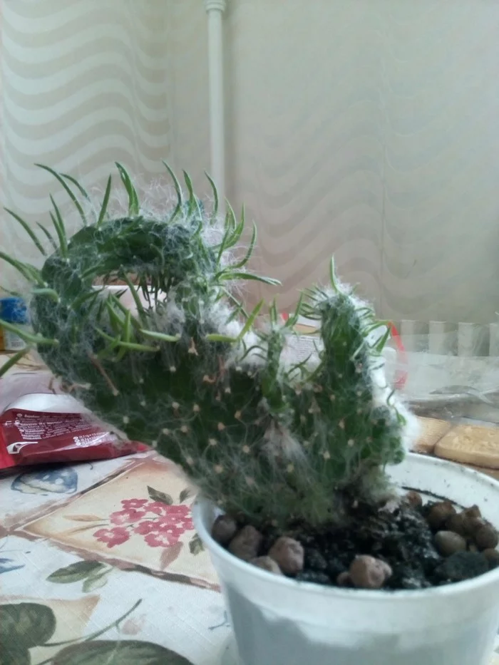 Living Kommersant, furry and a little scary - My, Cactus, Byy