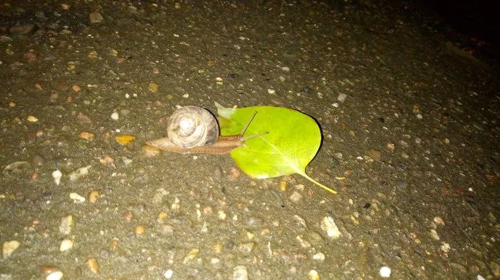 Harsh November 30th in Krasnodar, tomorrow it’s winter - My, Winter, The winter is coming, Snail