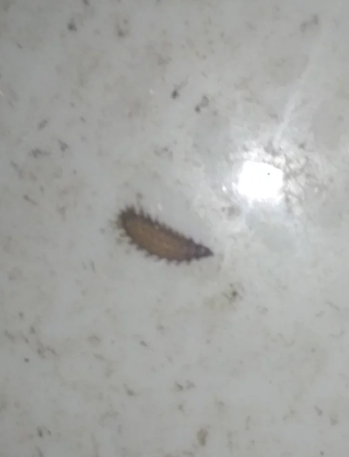 In a dry closet, similar to wood lice. What's this? - My, Toilet, Larva, Dry closet, Toilet seat