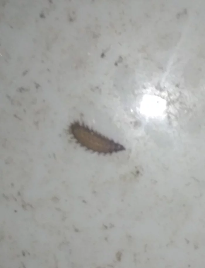 In the dry closet, they look like woodlice. What is this? - My, Toilet, Larva, Dry closet, Toilet seat