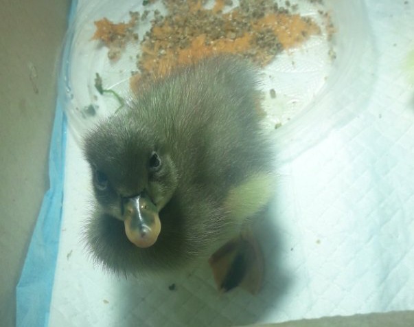 How my ducklings grew up 1h - My, Ducklings, Duck, Pets, Animals, Birds, Milota, Longpost