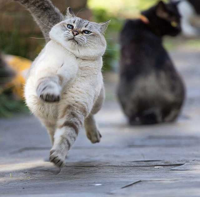 Flying gait... - cat, Gait, The photo, Positive