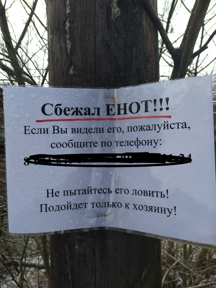 Кто где, а в Питере еноты