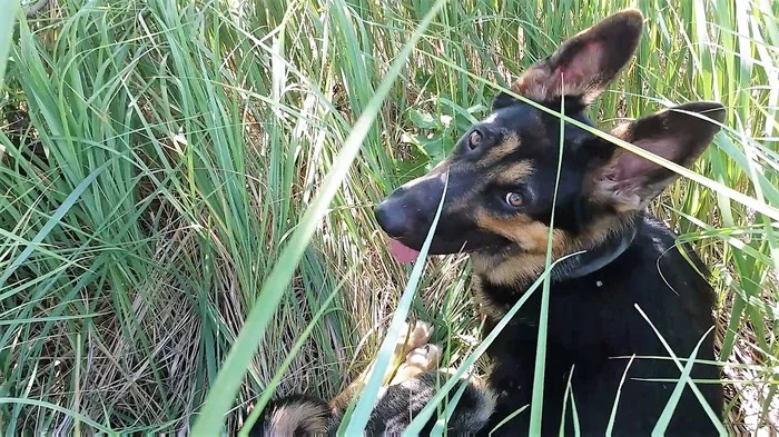 Let's stop the dog from barking at his friends. Great method! (Part 1) - My, Dog, German Shepherd, Training, Yandex Zen, Longpost
