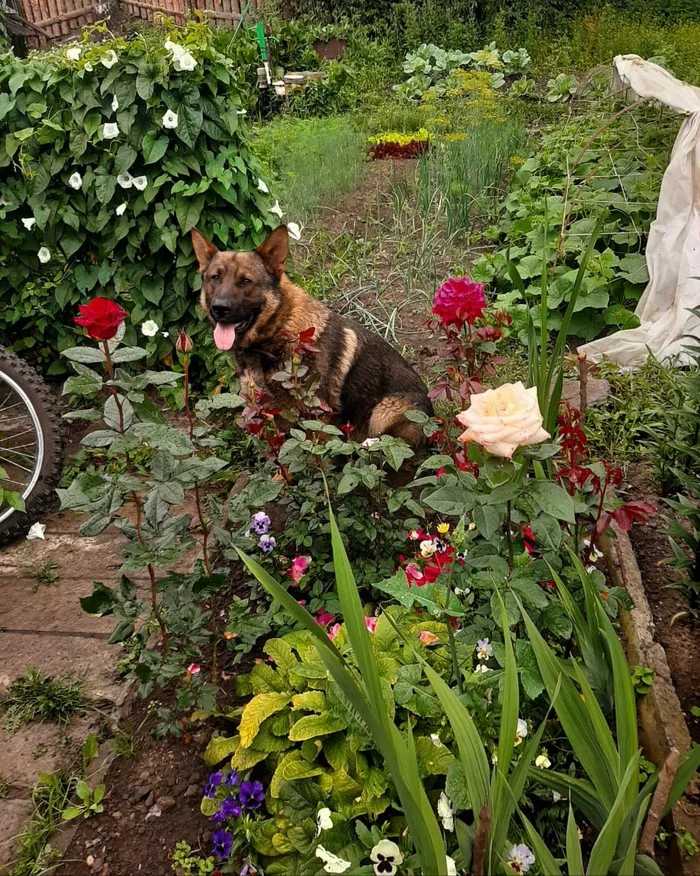 Gardener - My, Flowers, Dog, Summer