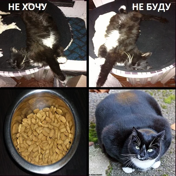 Типичный Кот - Моё, Кот, Полнота