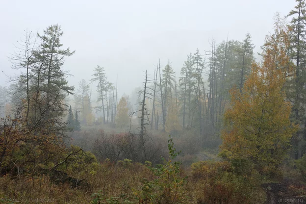Как я добыл оленя Охота, Авторские истории, Мат, Длиннопост