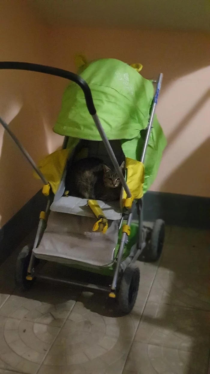 Post cuteness - My, Catomafia, cat, Baby carriage, Longpost