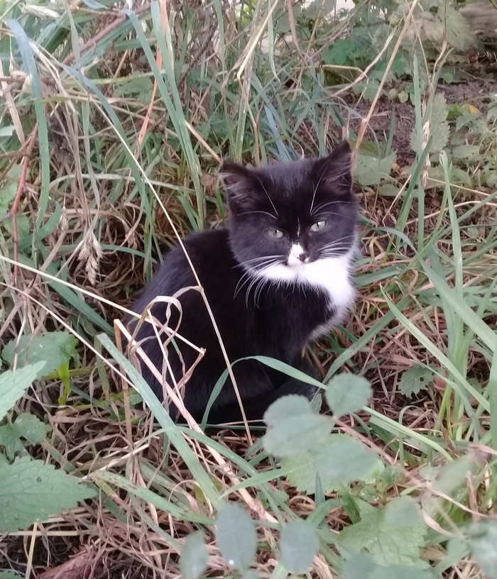 Котенка выкинули на мороз