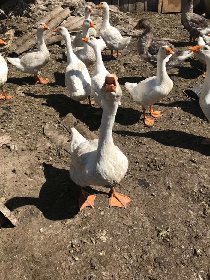 What are you filming??? Well, get out of here! - Гусь, Birds