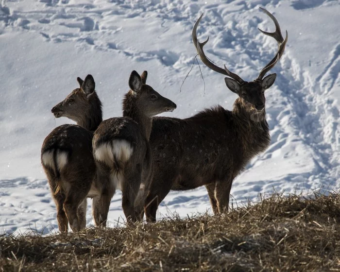 Sika deer family - My, Deer, Winter, Spotted deer, Animalistics