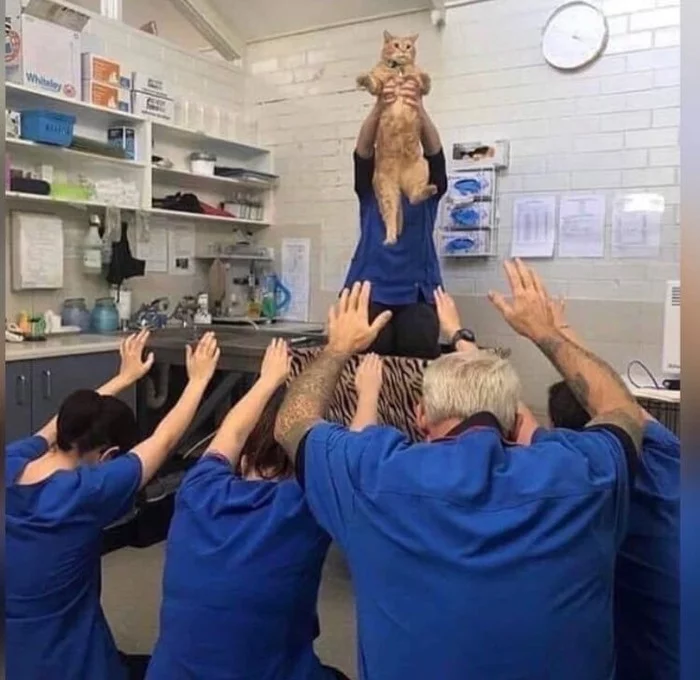 Idol - cat, God, Vet