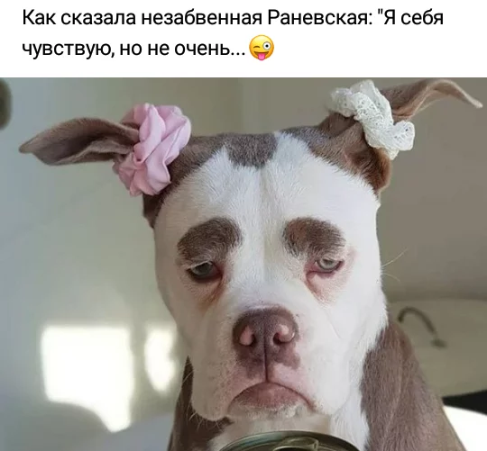 Oh, how exactly)) - Quotes, Womens, Faina Ranevskaya, Dog