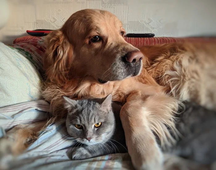Sleep, I told you! - My, Golden retriever, cat, Dog, Hooligans, Pets