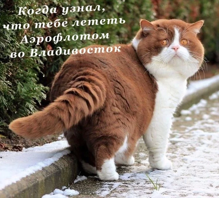 Aeroflot is close - My, Aeroflot, cat