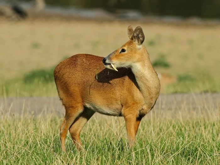 In China, two poachers were sentenced to 10 years for killing red-bellied musk deer. - Court, Hunting, Reserves and sanctuaries, Red Book, Poachers, China, Animals, Musk deer