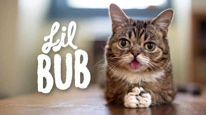 Press F для lil Bub - Press F to pay respects, Кот, Смерть, Печаль, Lil Bub