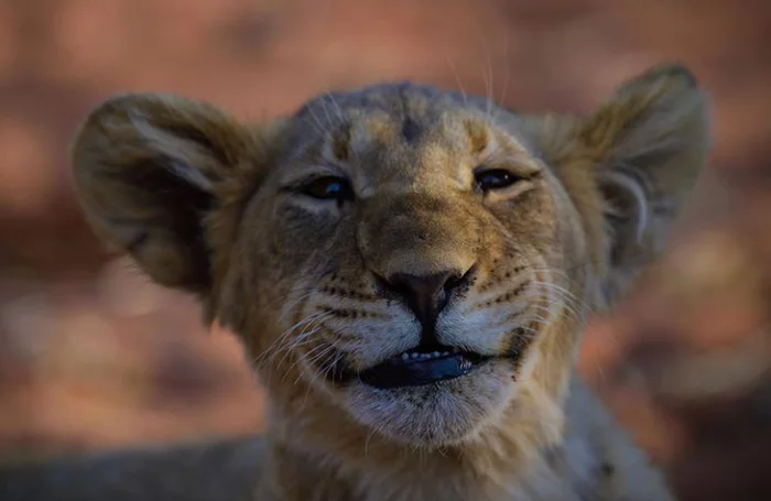 Very happy lion cub - wildlife, Predator, Lucky moment