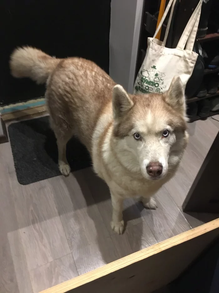 Dog found! Moscow, Yaroslavskoe highway area! Husky, girl, cream color, blue eyes! - My, Found a dog, Dog, No rating, Help, Lost, Moscow, In good hands