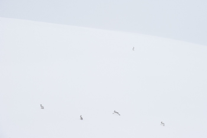 You have snowdrifts running around here - Hare, Snow, White hare, Animals, Milota, The photo, Longpost